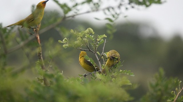 Tisserin à lunettes (ocularis/suahelicus) - ML524813711