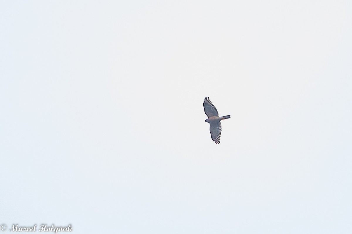 Black-mantled Goshawk - ML524813921