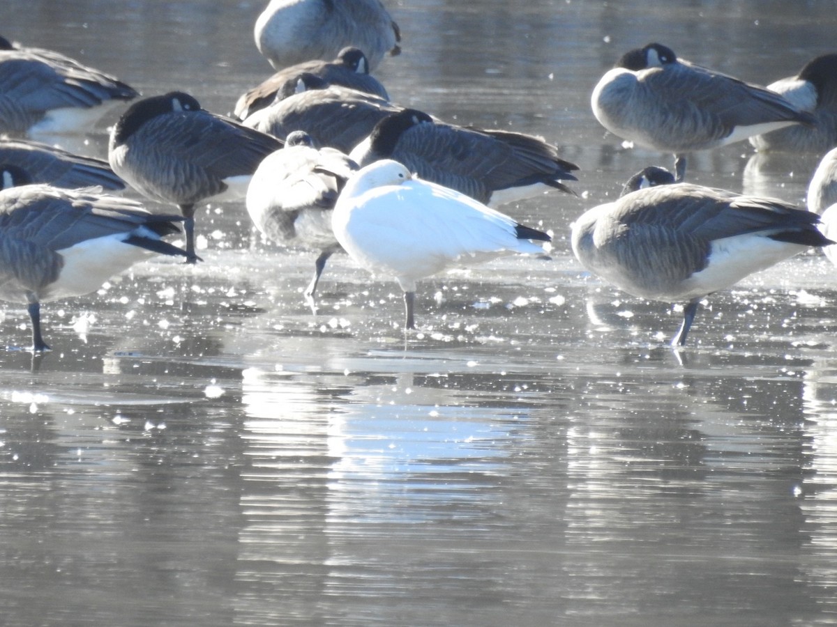 Snow Goose - ML524814691