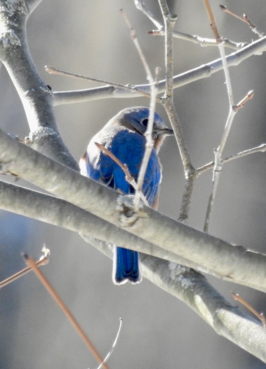 Eastern Bluebird - ML524814721