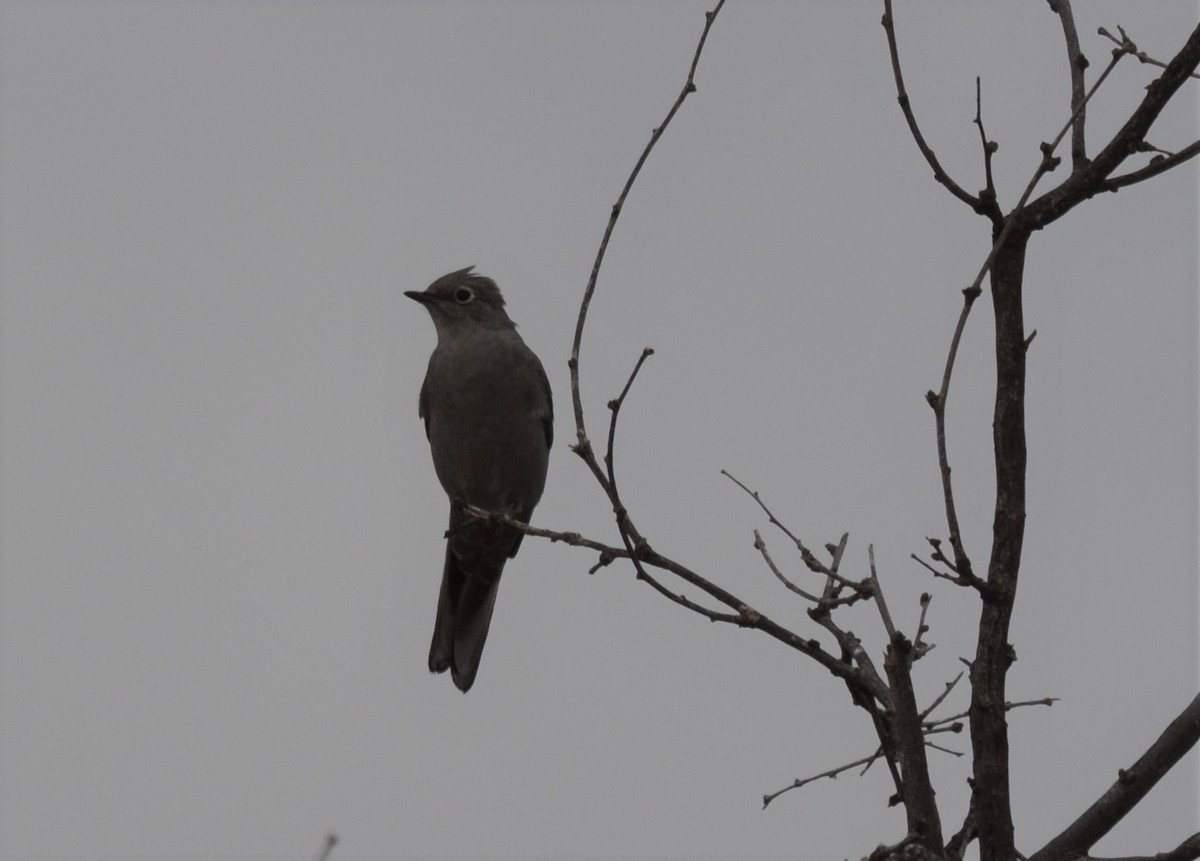 Townsend's Solitaire - Ken Hartman cc