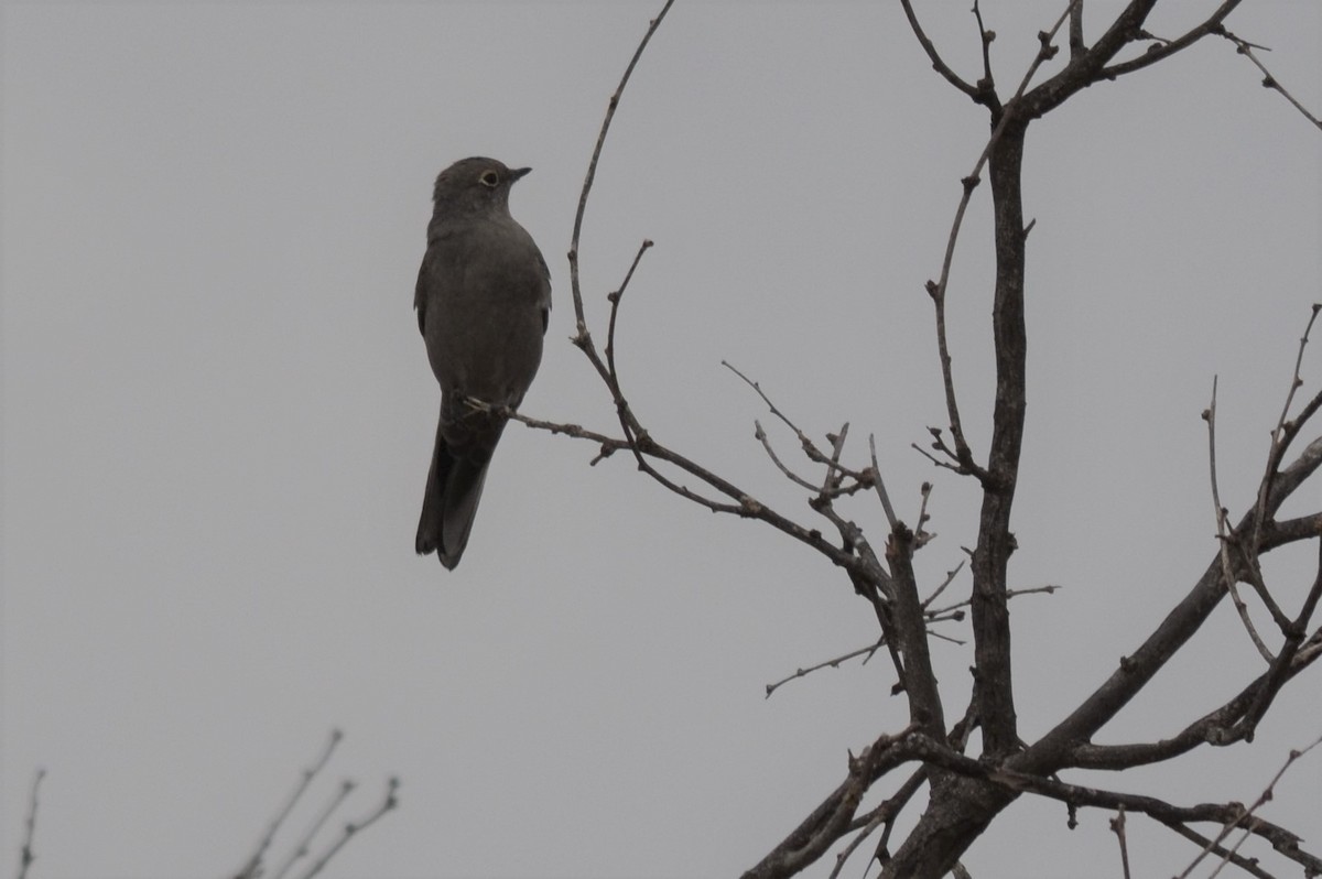 Townsend's Solitaire - ML524814831