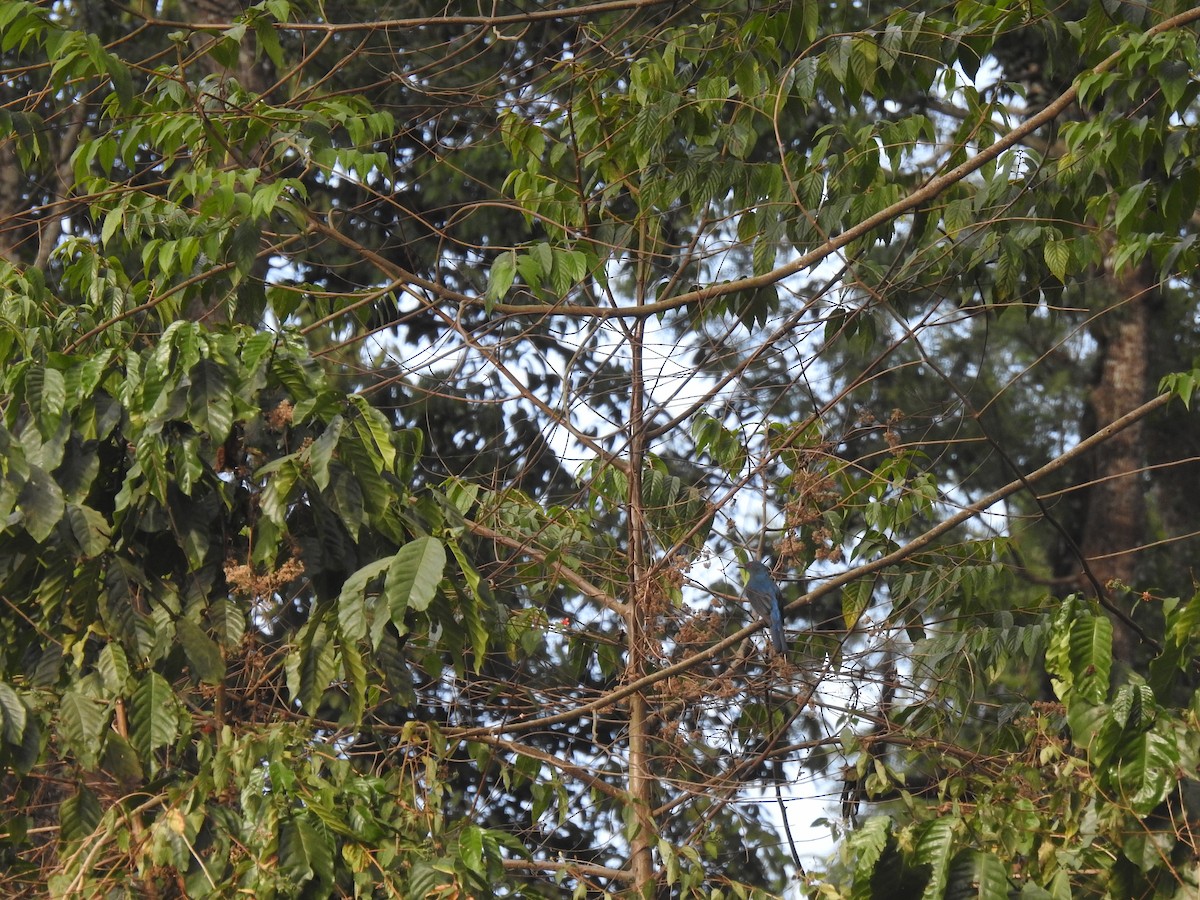 Asian Fairy-bluebird - Gaurav Singh