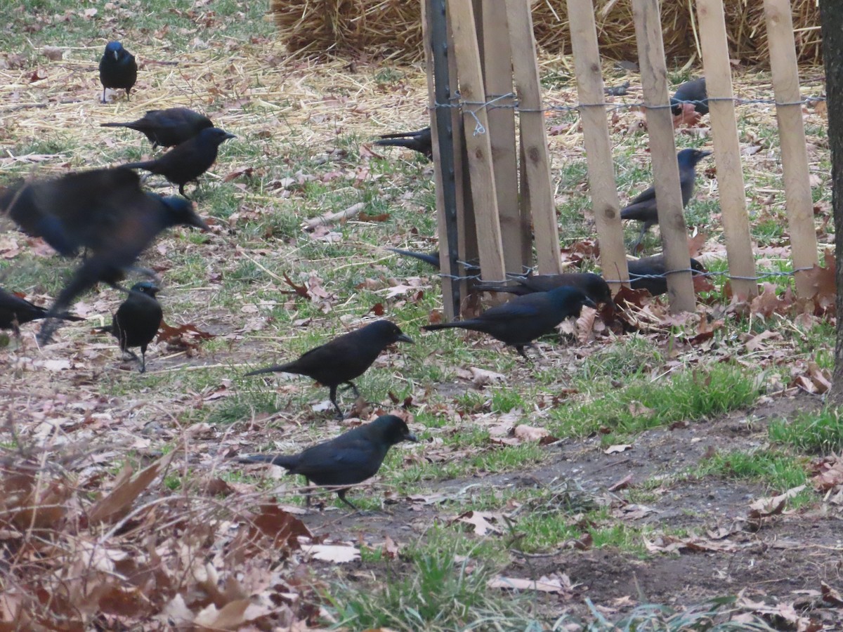 Common Grackle - ML524816641