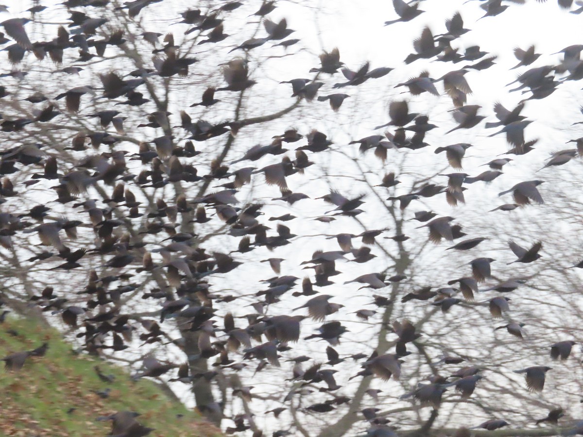 Common Grackle - ML524816651