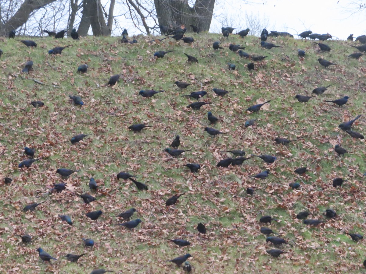 Common Grackle - ML524816671