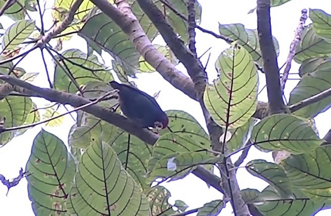 Royal Parrotfinch (Samoan) - ML524816761