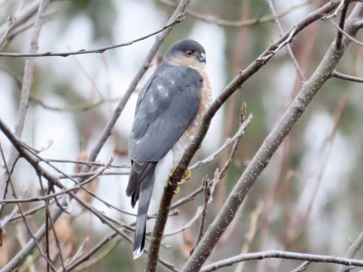 Sharp-shinned Hawk - ML524817201