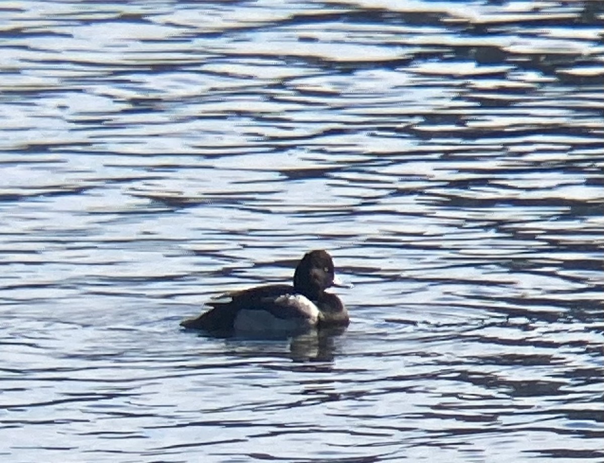 Lesser Scaup - ML524818071