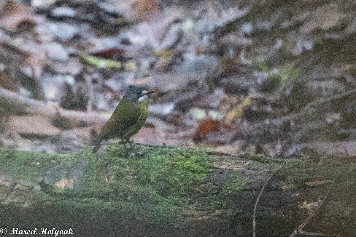 Green-backed Robin - Marcel Holyoak