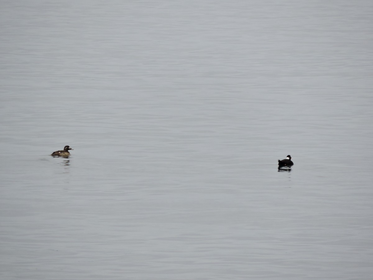 White-winged Scoter - Lukas Evans