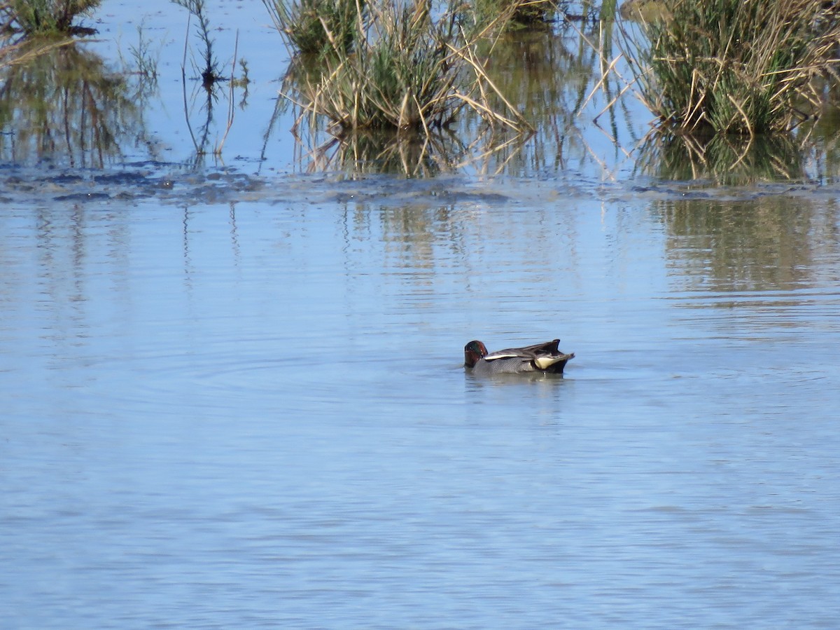 Green-winged Teal (Eurasian) - Ed Stonick