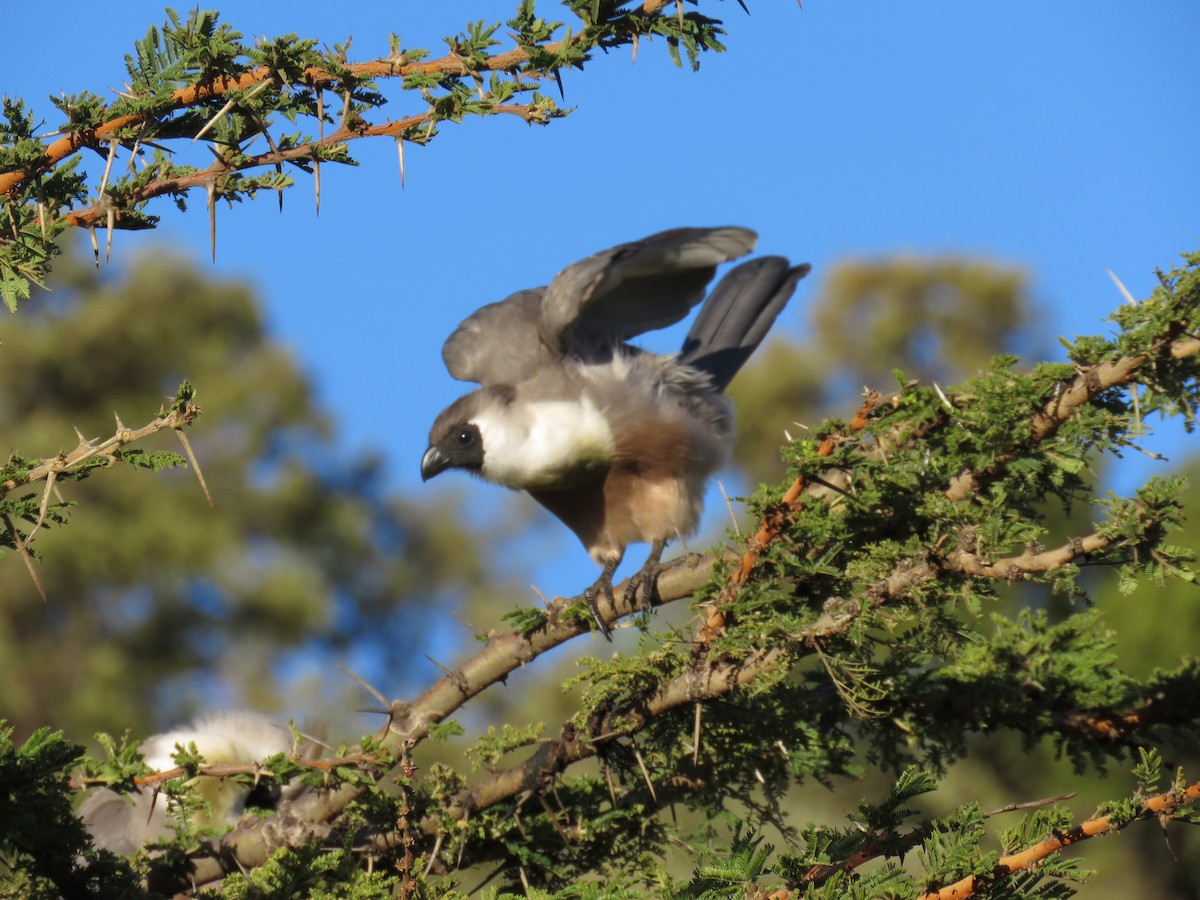 Bare-faced Go-away-bird - ML524819891