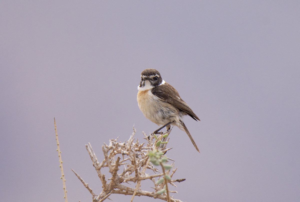 Fuerteventura Stonechat - ML524822391