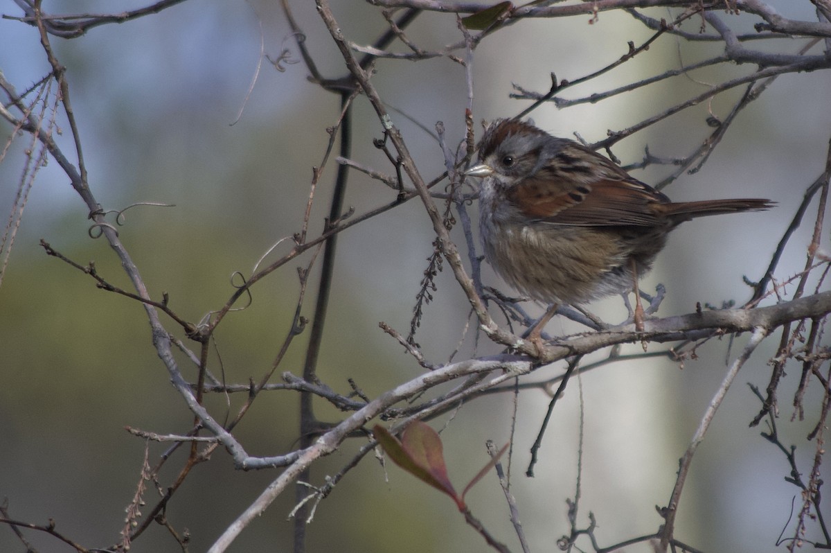 Swamp Sparrow - ML524822451