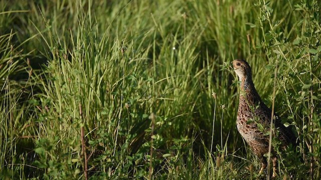 Gray-winged Francolin - ML524823181