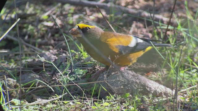 Evening Grosbeak - ML524824581