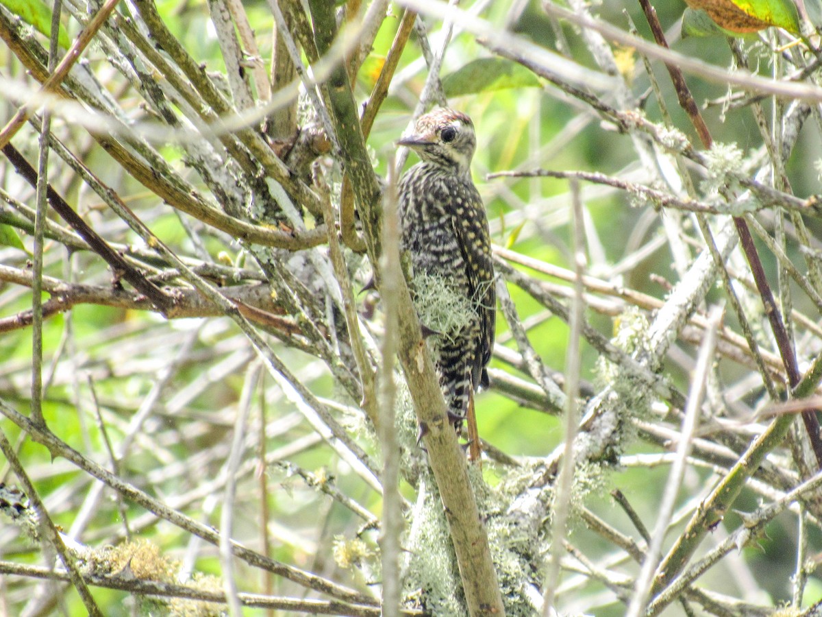 White-spotted Woodpecker - Luis  Weymar Junior