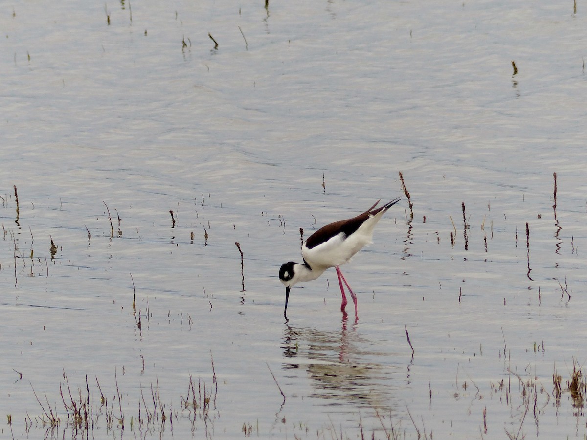 Black-necked Stilt - ML52482541