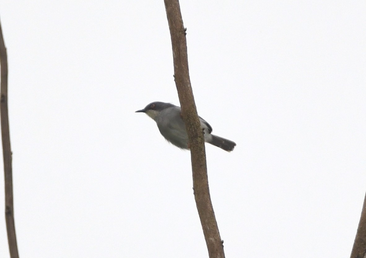 Gosling's Apalis - Gabriel Jamie