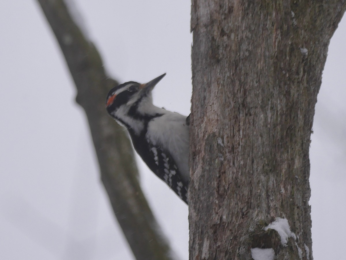 Hairy Woodpecker - ML524825871