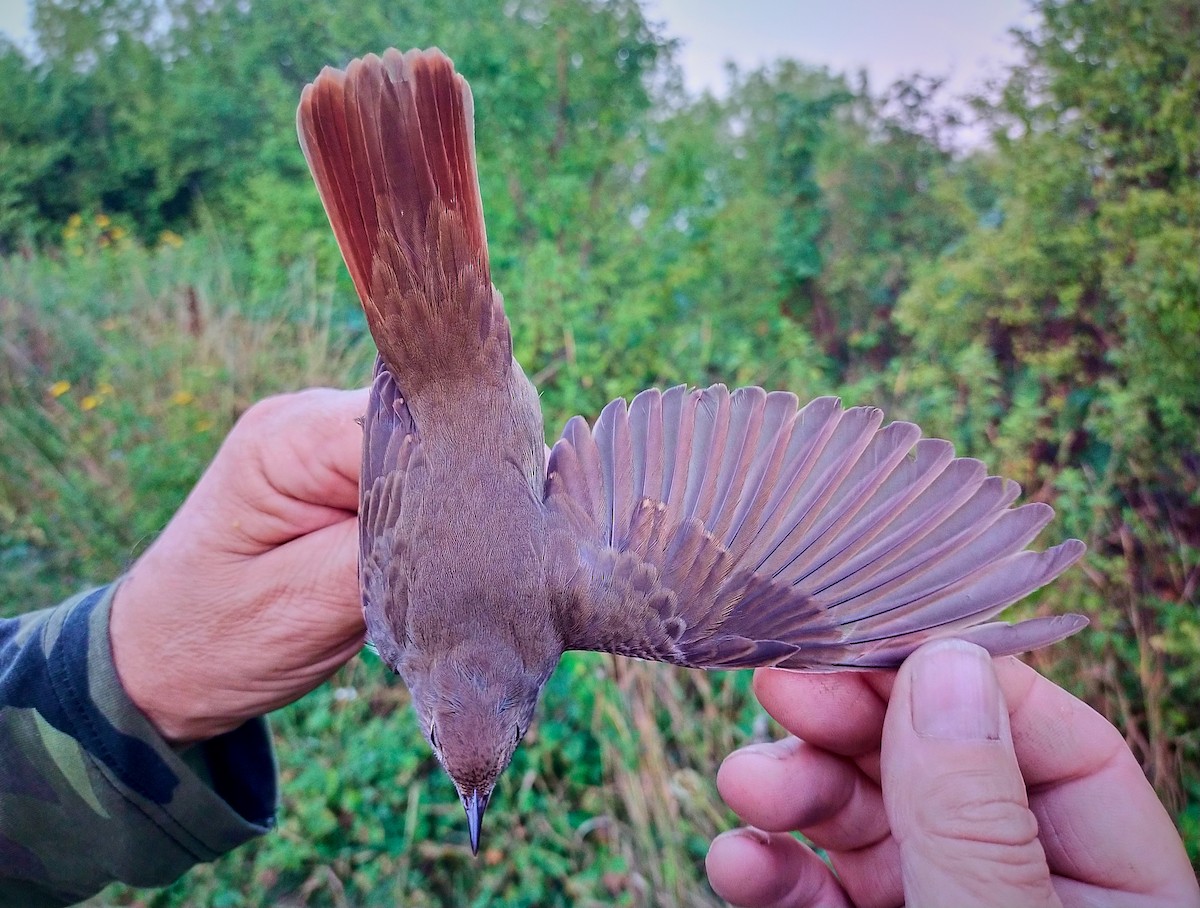 Thrush Nightingale - Tomáš Grim