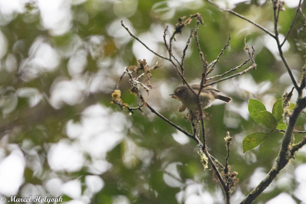 Vogelkop Scrubwren - ML524827571