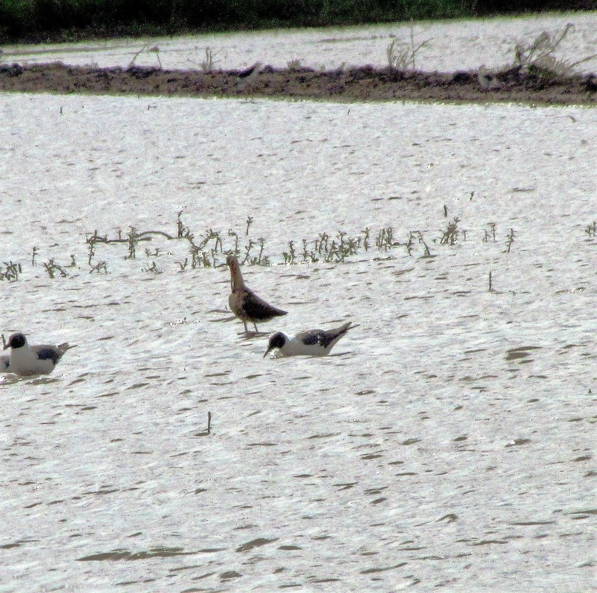 Black-tailed Godwit - ML524827641