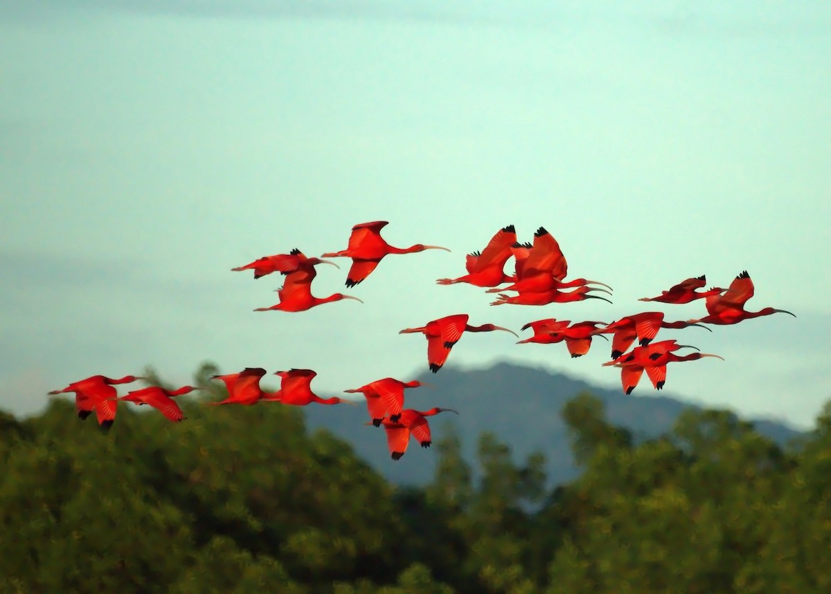 Scarlet Ibis - ML524828831