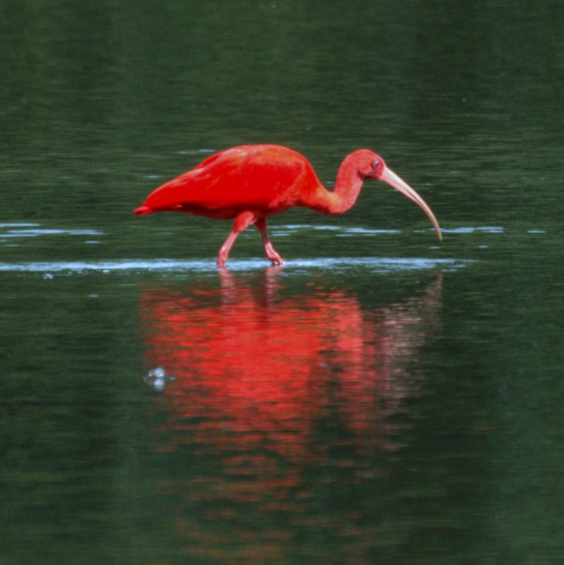 Ibis Escarlata - ML524828841