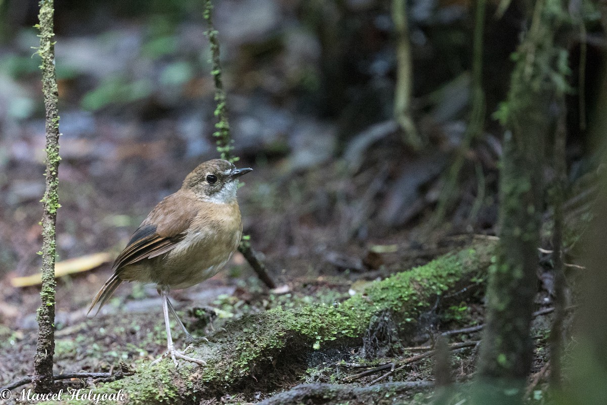 Lesser Ground-Robin - ML524828941