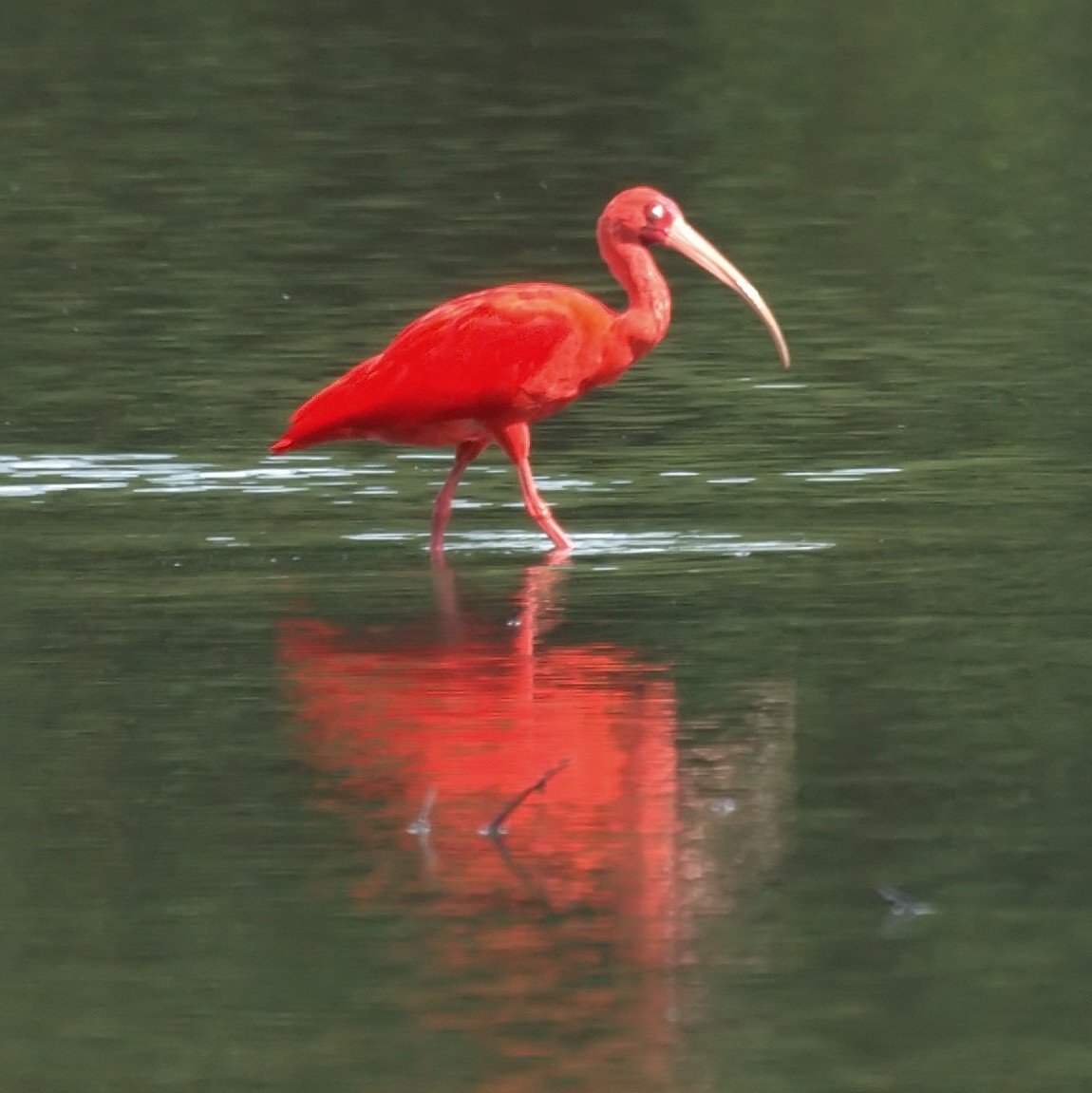 Scarlet Ibis - ML524829071