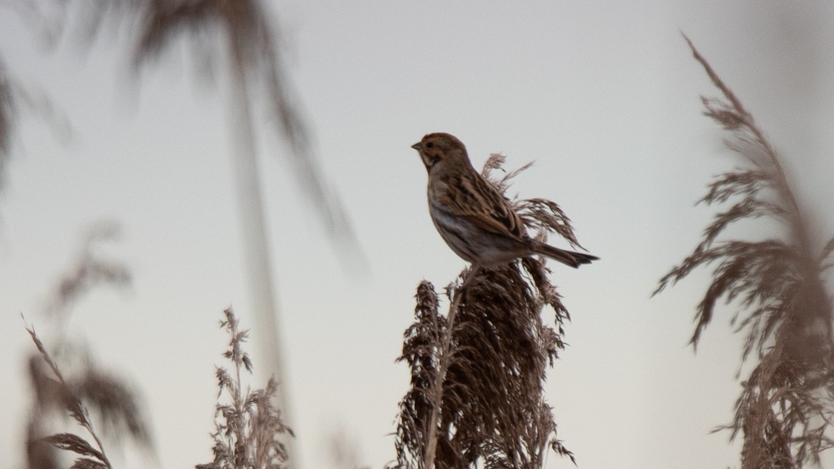 strnad rákosní - ML524829471