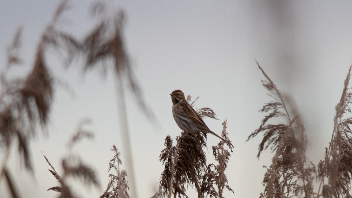 Reed Bunting - ML524829481