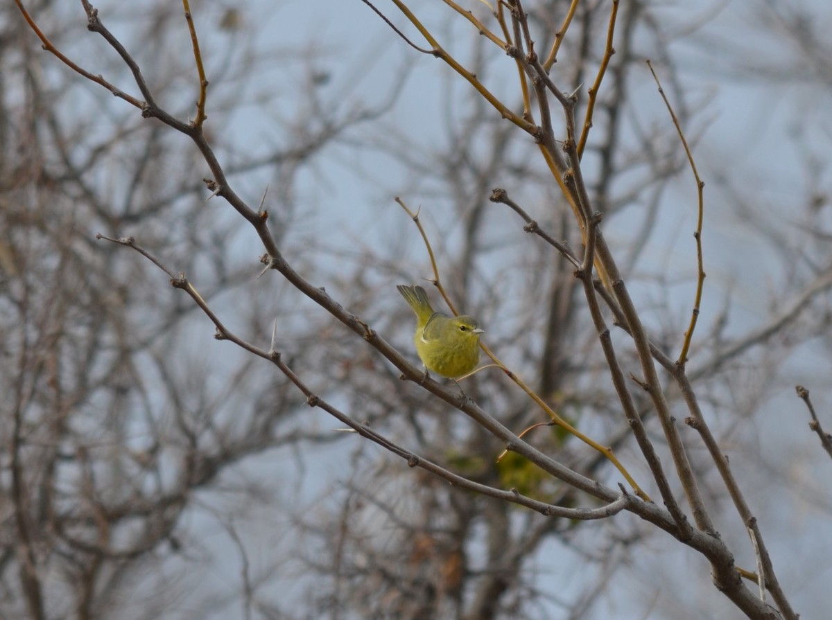 Orange-crowned Warbler (lutescens) - ML524829911