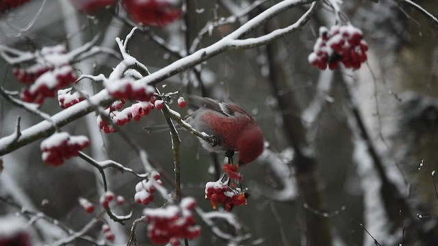 Pine Grosbeak (Eurasian) - ML524830821