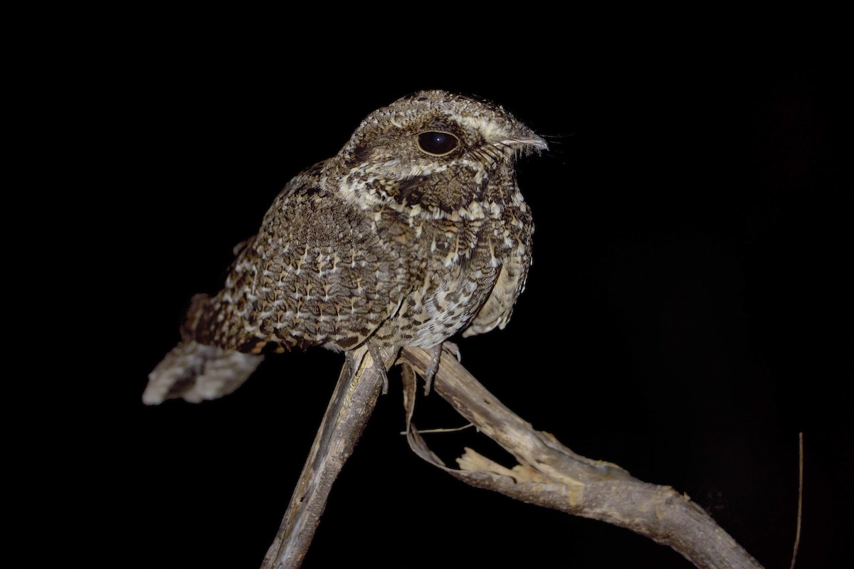 Sickle-winged Nightjar - Martjan Lammertink