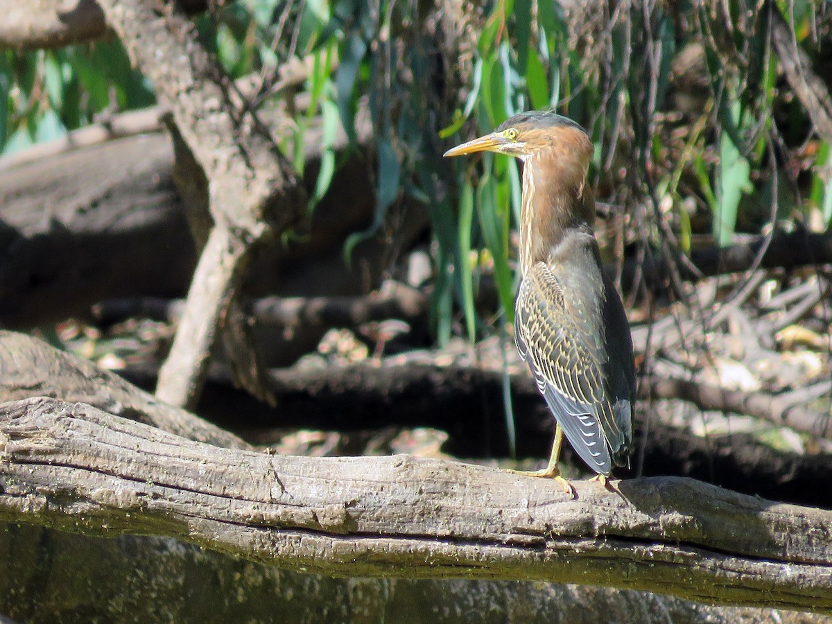 Green Heron - ML524831241