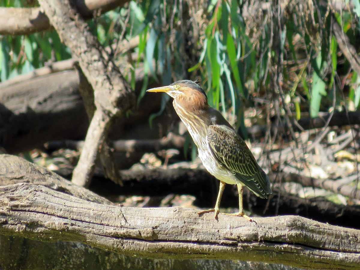 Green Heron - ML524831251