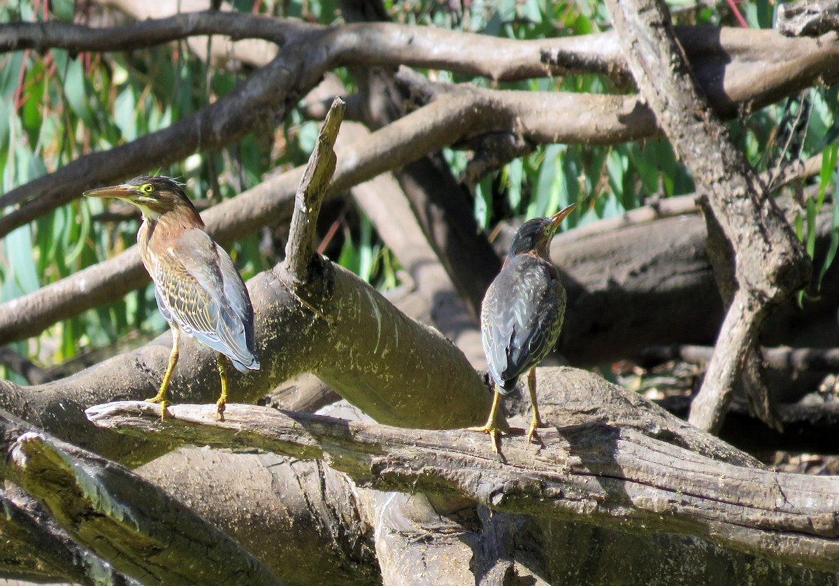 Green Heron - ML524831261