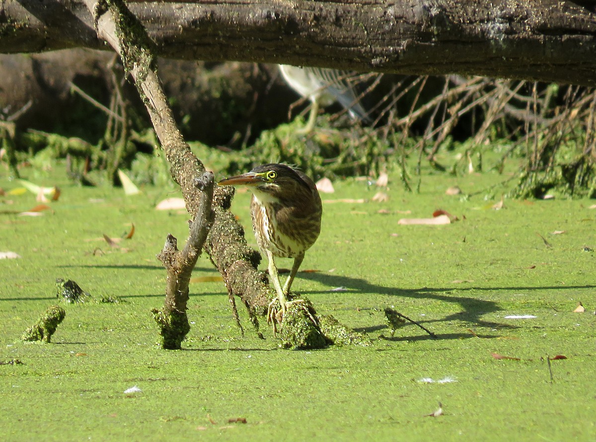 Green Heron - ML524831281