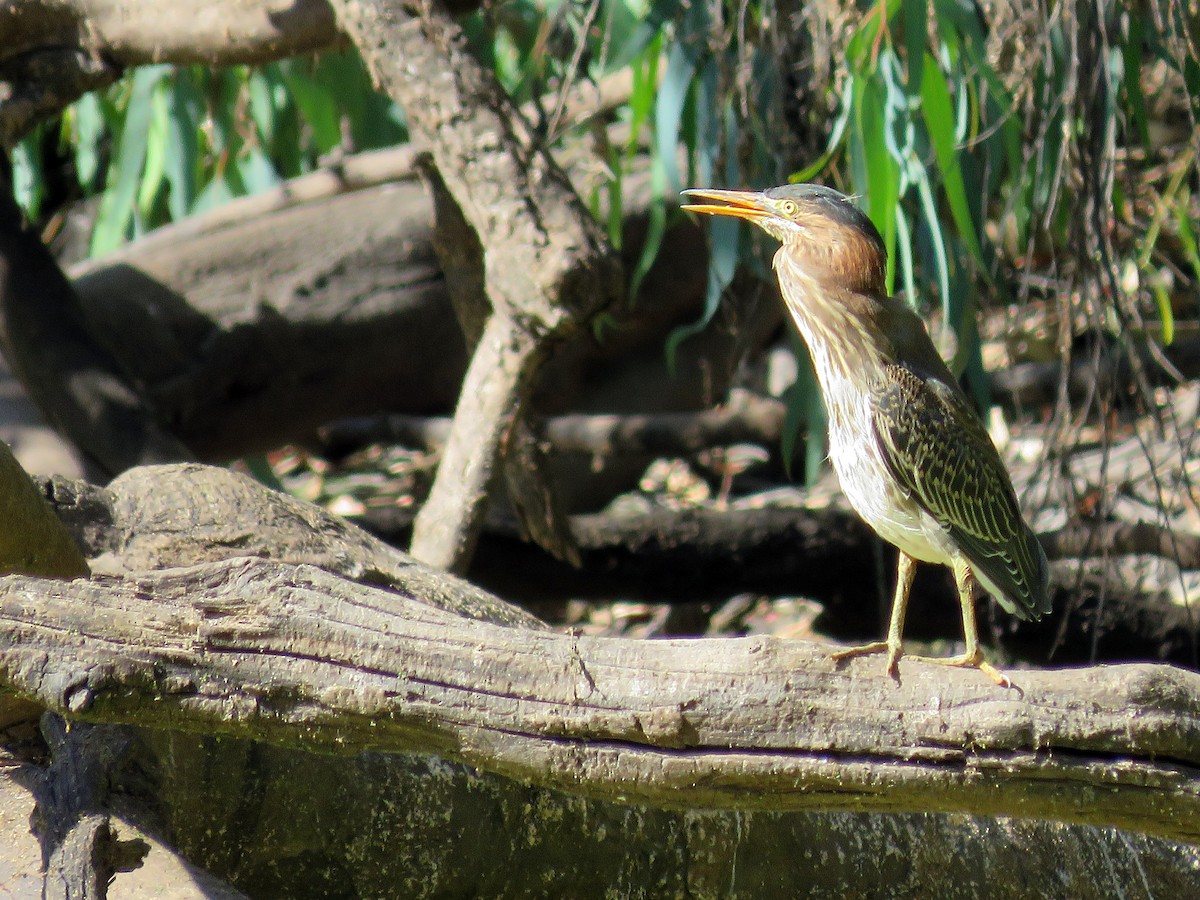 Green Heron - ML524831291