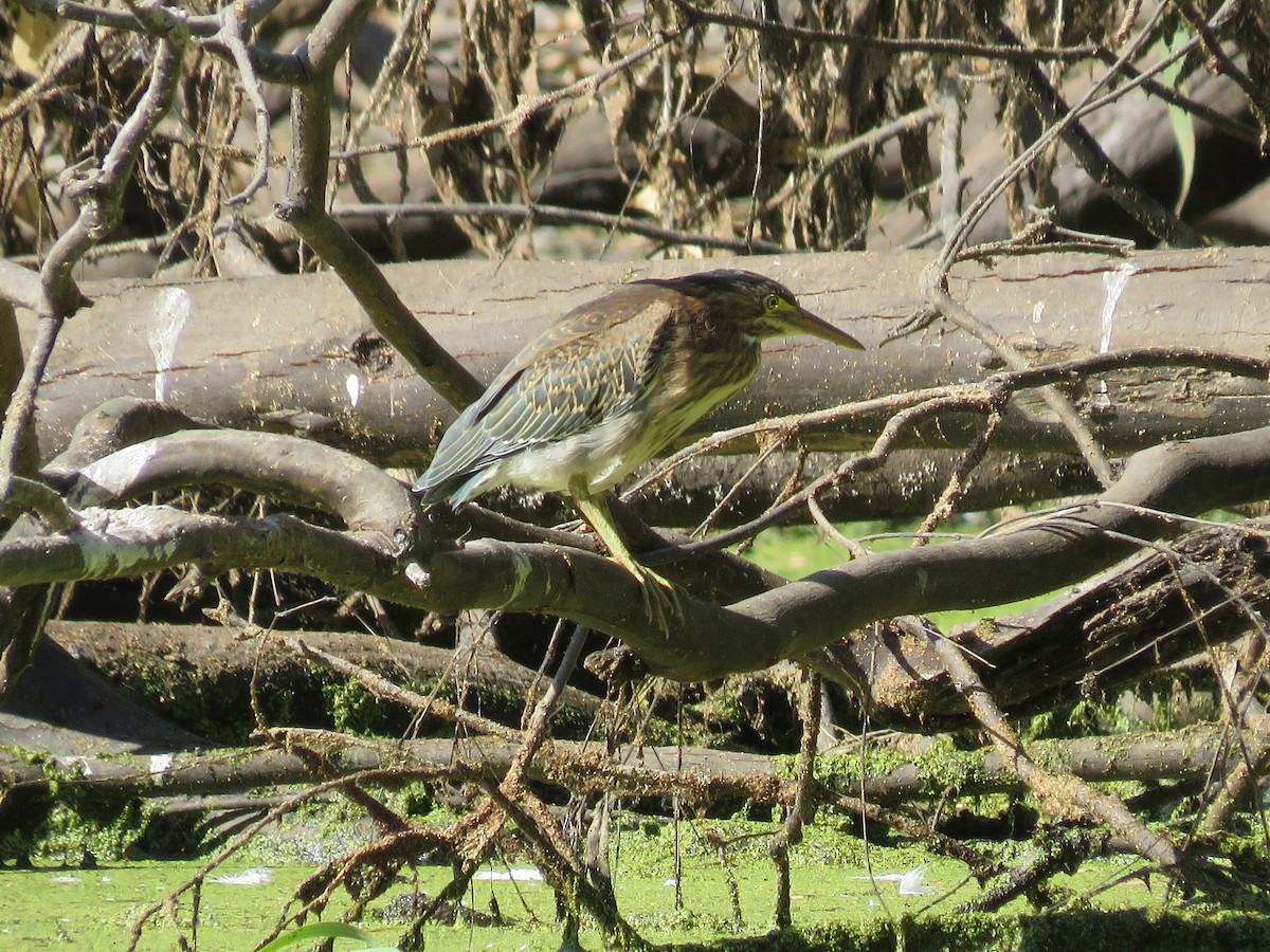 Green Heron - ML524831311