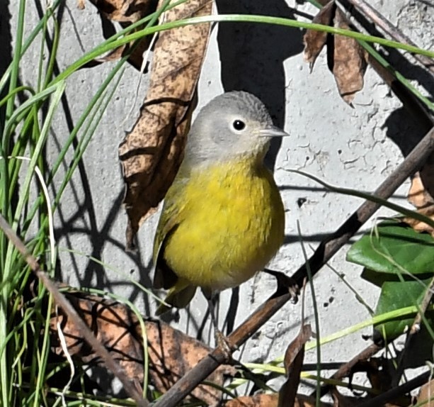 Nashville Warbler - ML524831331