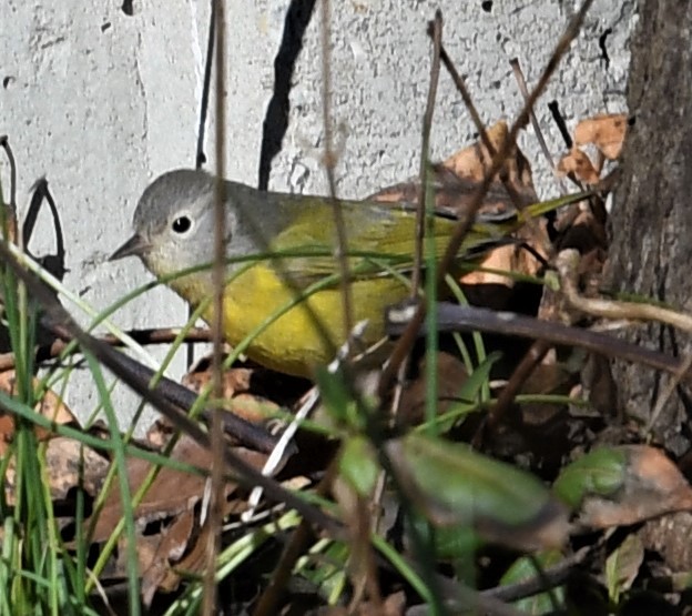 Nashville Warbler - ML524831341