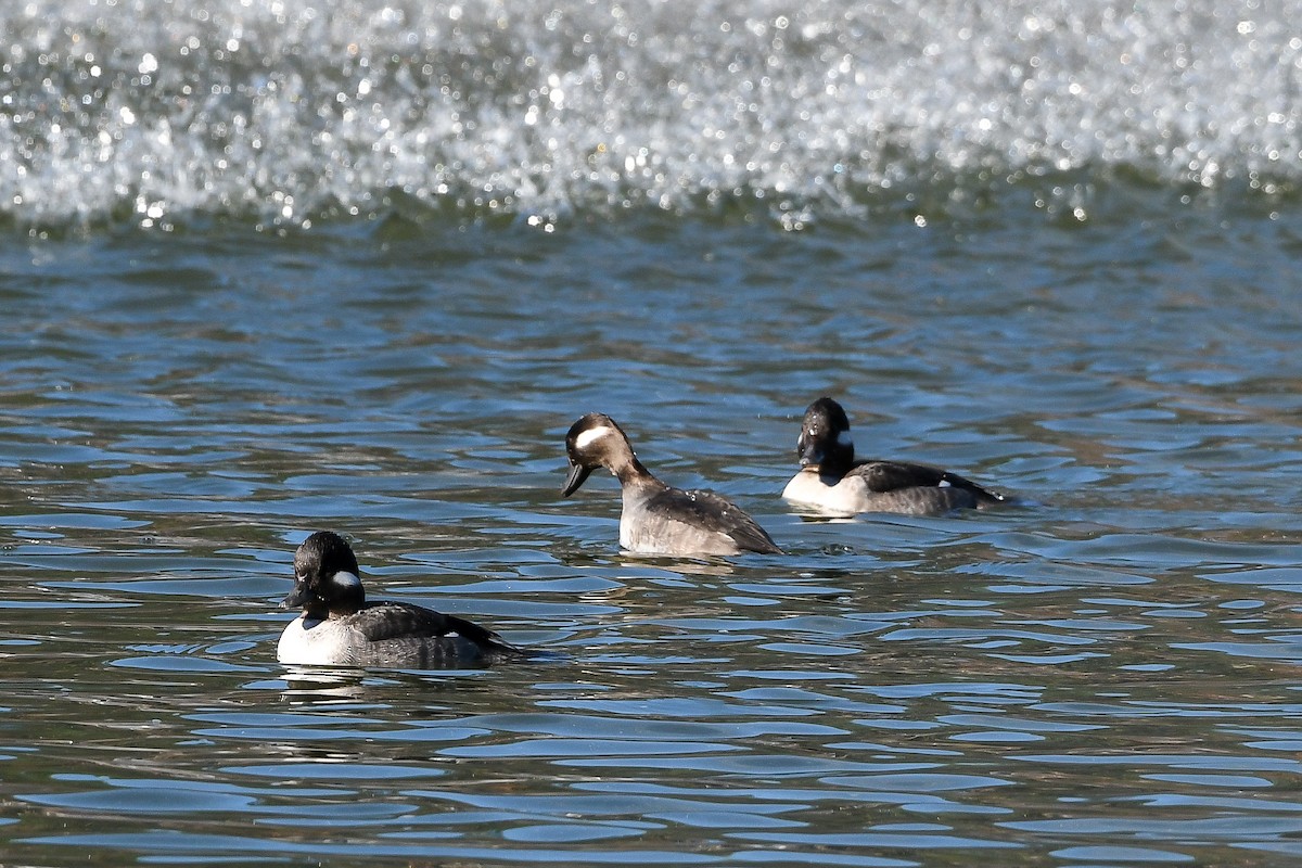 Bufflehead - ML524831431