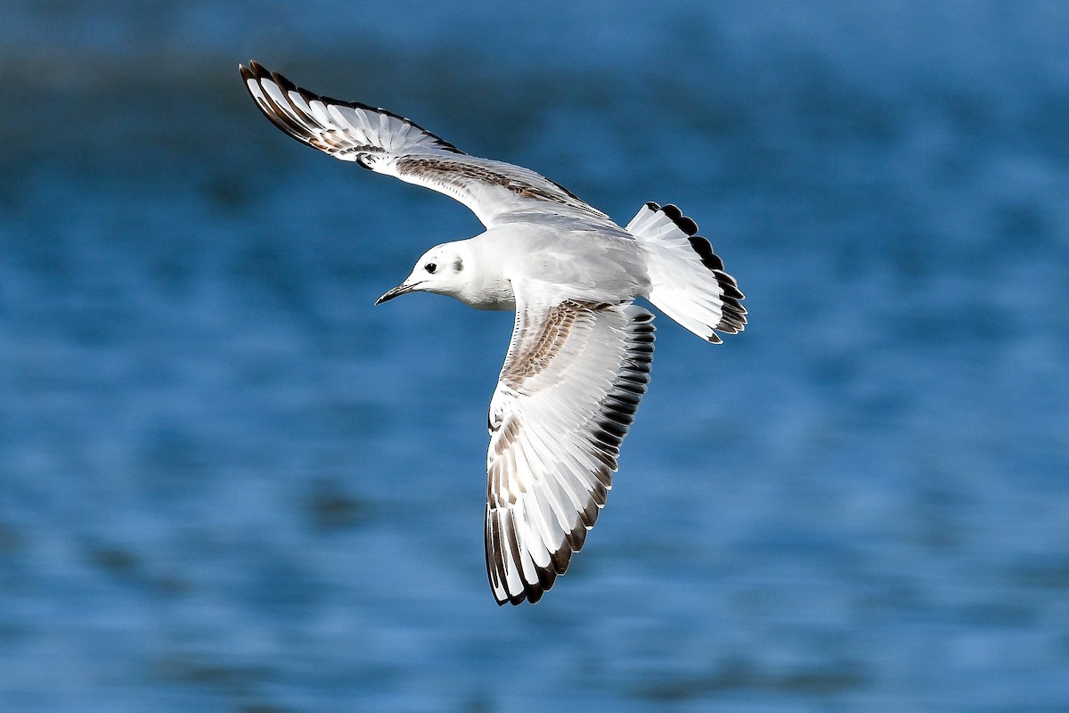 Bonaparte's Gull - ML524831551