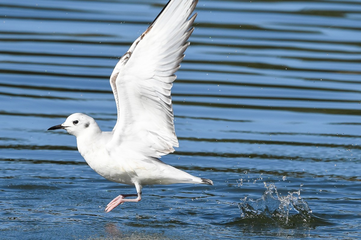 Bonaparte's Gull - ML524831561
