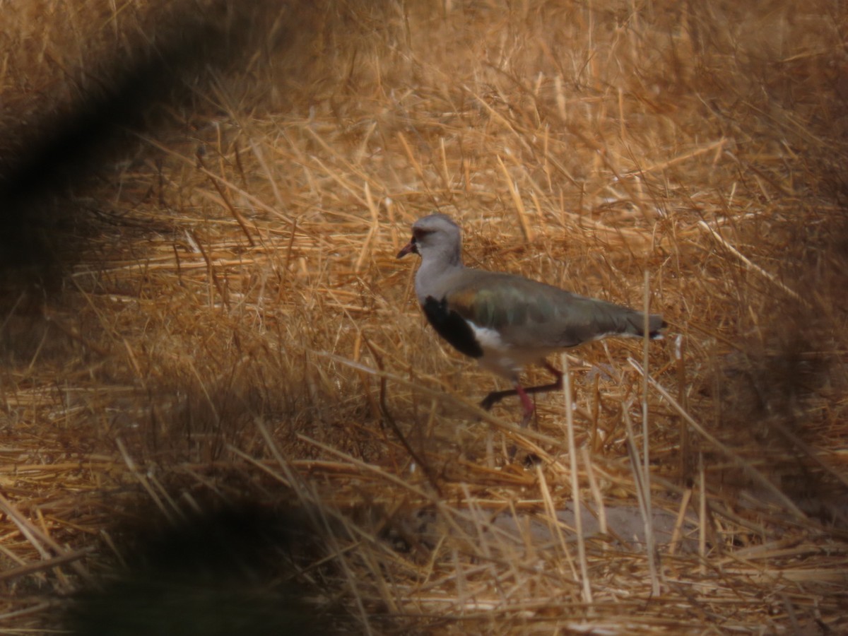 Southern Lapwing - ML524832331