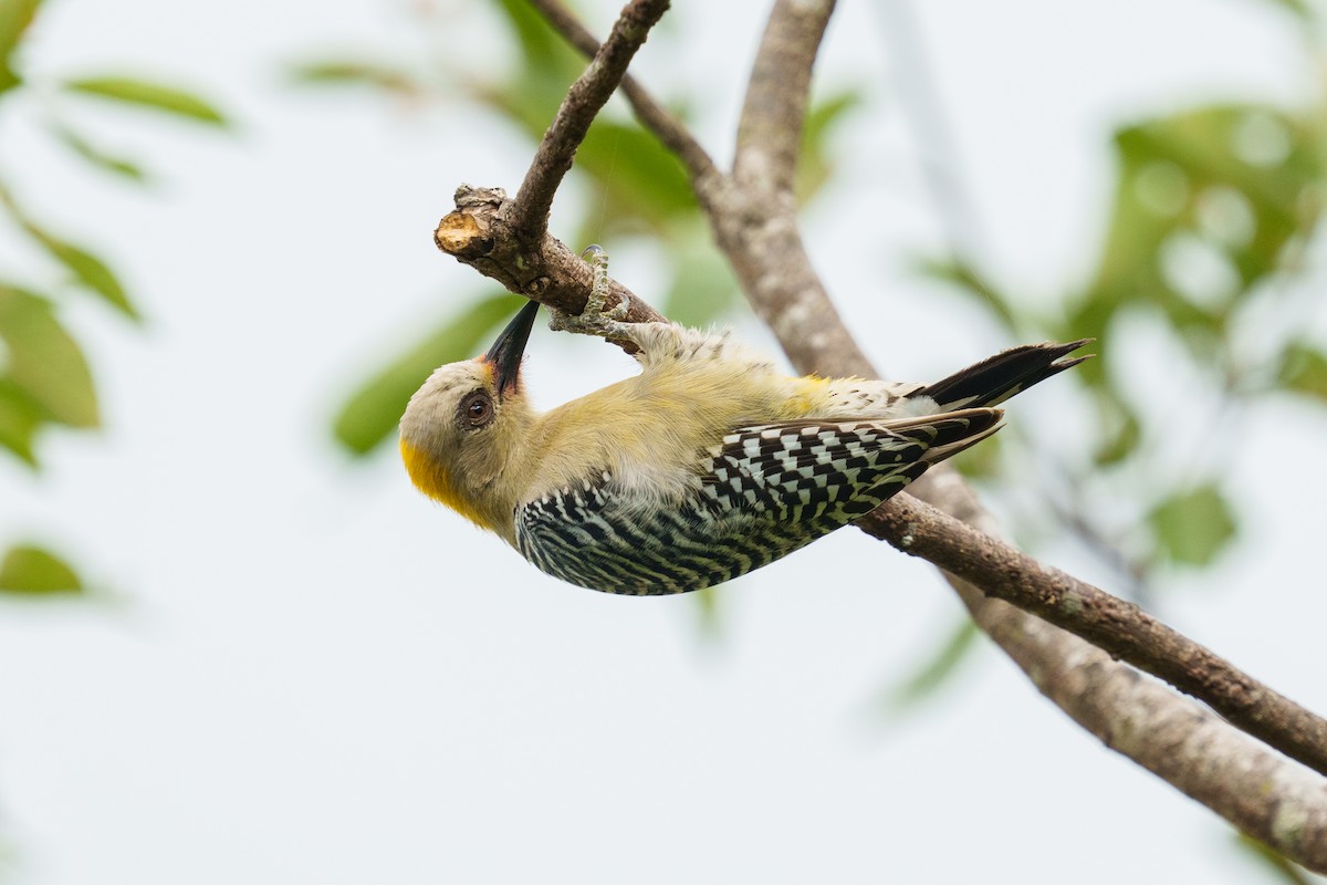 Hoffmann's Woodpecker - Jeff Hapeman